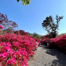 강진 남미륵사 서부해당화 이미지