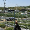 심지농장 | 8월에 올리는 2026년 05월 텃밭 가꾸기 | 30대 주말농장 (아무래도 농사 대박 난 듯)