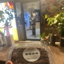 황금오징어보쌈 | 내포 신상 맛집｜손정보쌈 내포점 오픈날 방문 후기 (가브리김치보쌈)