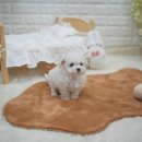 컴투펫 | 첫 만남, 설렘 가득했던 우리 집 비숑! 컴투펫에서 만나본 리얼 후기