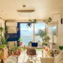 식물 인테리어 이미지