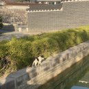 내안애치킨 이미지