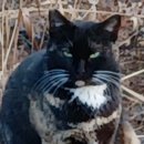 고양이연구소 이미지