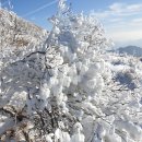 [산행종료] 한라산 눈꽃산행 1박 2일 이미지