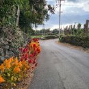 저지돌담민박 이미지