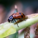 보타닉 가든 온실의 Ladybugs(무당벌레)......일명 Ladybird Beetles 이미지