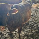 향우촌 | 울릉도여행 향우촌 고기맛집 끝판왕