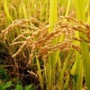 풍년막걸리 이미지