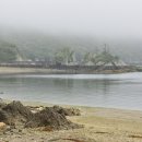 두견 | 호주~북극 험한 길 지친 새들의 생명 충전 오아시스