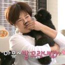 강아지 꼬순내 이미지