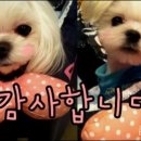 퍼피스캔들