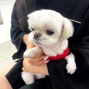하얀강아지 | 꼼꼼한 대전 네일샵 추천/갈마동네일 잘하는 네일모니뽀 5만원 가성비 아트 후기(민생회복 소비쿠폰 가능)