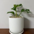 구석구석여행사  영농조합법인 | 부산 미래하훼단지, 집 꾸미기용 식물 찾으러 다녀온 후기