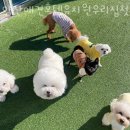 양산 애견호텔유치원 우리집첫째 이미지