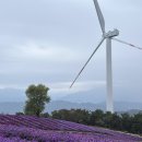 작은바람언덕 | 거창 감악산 별바람언덕 아스타국화 축제 야경 일몰 주차