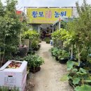 W9-3. 상견례 광주 서양란 호접난 황보농원