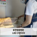 포천동물병원 | 포천동물병원 너무 다행이야