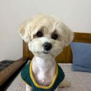 우리펫살롱 이미지