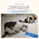 까다로운 고양이 유산균 급여 후기, 장까지 살아가는 포자형 유산균 스웨비