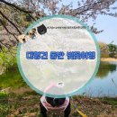 지상낙원한우웰빙식당 | 대형견동반 서산 벚꽃 여행 코스 고남저수지 한우목장 웰빙산책로 거성리 로드트립