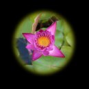 수련교 앞2 이미지