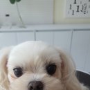 더(The)예쁘개 이미지