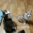 포레스트캣 이미지