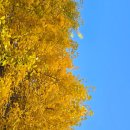 옐로카펫 | 서울근교 단풍카페 은행나무 단풍명소 일산 옐로커피 11월 가을 풍경