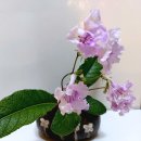 스프링폴 이미지