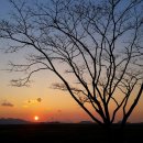 석문방조제 자귀나무 이미지