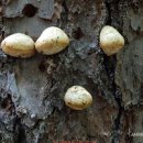 소나무 한입버섯 죽은소나무 버섯 이미지
