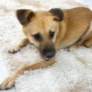 나드리 애견 | 평택역 네일, 손톱에 가을 준비하러 간 네일나드리 애견동반 마블네일 후기