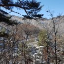 대청사슴 이미지