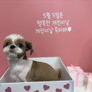 까까유미용실 | 반려견 스트레스까지 생각한 대전애견미용 개까까유