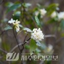 선흘리 백서향 및 변산일엽군락 이미지