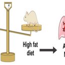 Re:Re:High-fat diets alter the modulatory effects of xenobiotics on cytochrome P450 activities 이미지