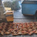 동해-단속-30 이미지