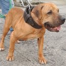 GR kennel 이미지