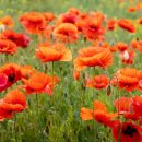 The Secret Garden 이미지