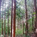 편백나무숲 이미지