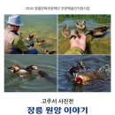 아카이버 | 5년간 원앙을 기록한 사진전, 영월문화예술회관 장릉 원앙 이야기
