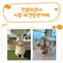 카페 인 코너 | 시흥 거북섬 강아지랑 갈만한 곳, 포토존 예쁜 인유어코너 애견동반카페 방문기
