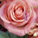 재화꽃집 이미지