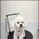 대구애견미용 강아지호텔 모여라솜뭉치 | 대구 애견미용, 넓고 믿음직한 ‘대구애견미용 강아지호텔 모여라솜뭉치’ 후기