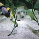 플루트(초급) 이미지