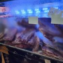 누렁소숯불 이미지