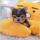 아이러브독 강아지분양 부천점 | 부천 소형견 분양 진짜 믿고 가볼 만한 곳 강아지분양전문 샵 후기