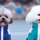 멍발란스 이미지