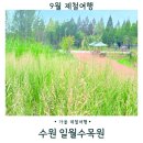 [언제든학교]힐링에세이 숲+ 가을(영흥수목원) | 수원 가볼만한 곳 가을준비에 한창인 일월수목원 야간 밤빛정원 정보