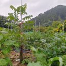 새순1농장 이미지